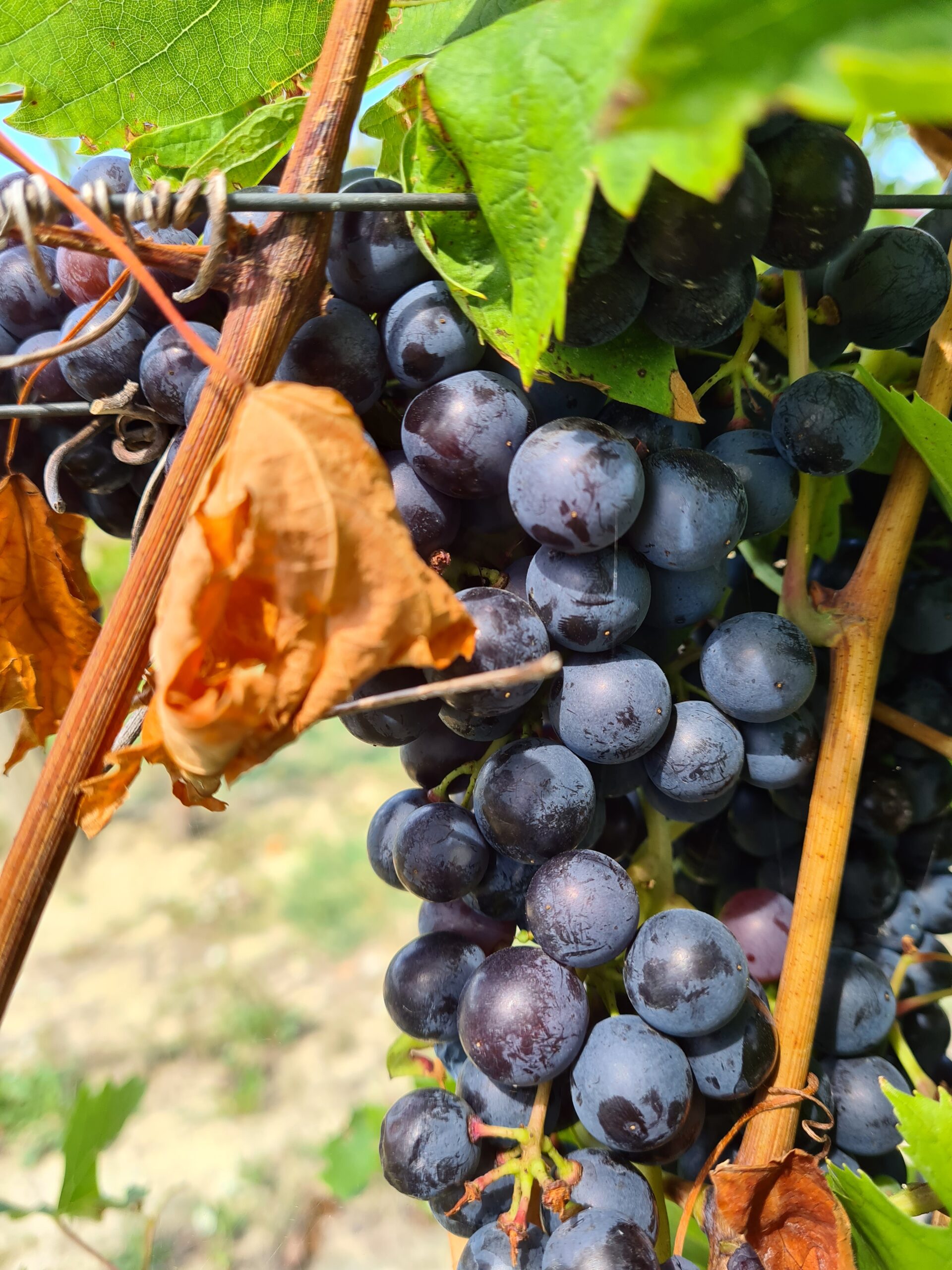 uva nera ph Barbara Gramolotti Piemonte fuori dal comune