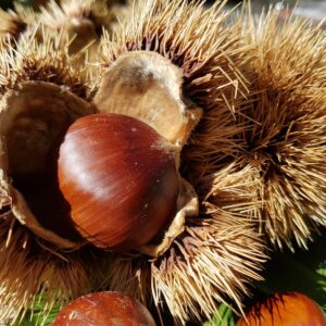 castagne_ph barbara gramolotti