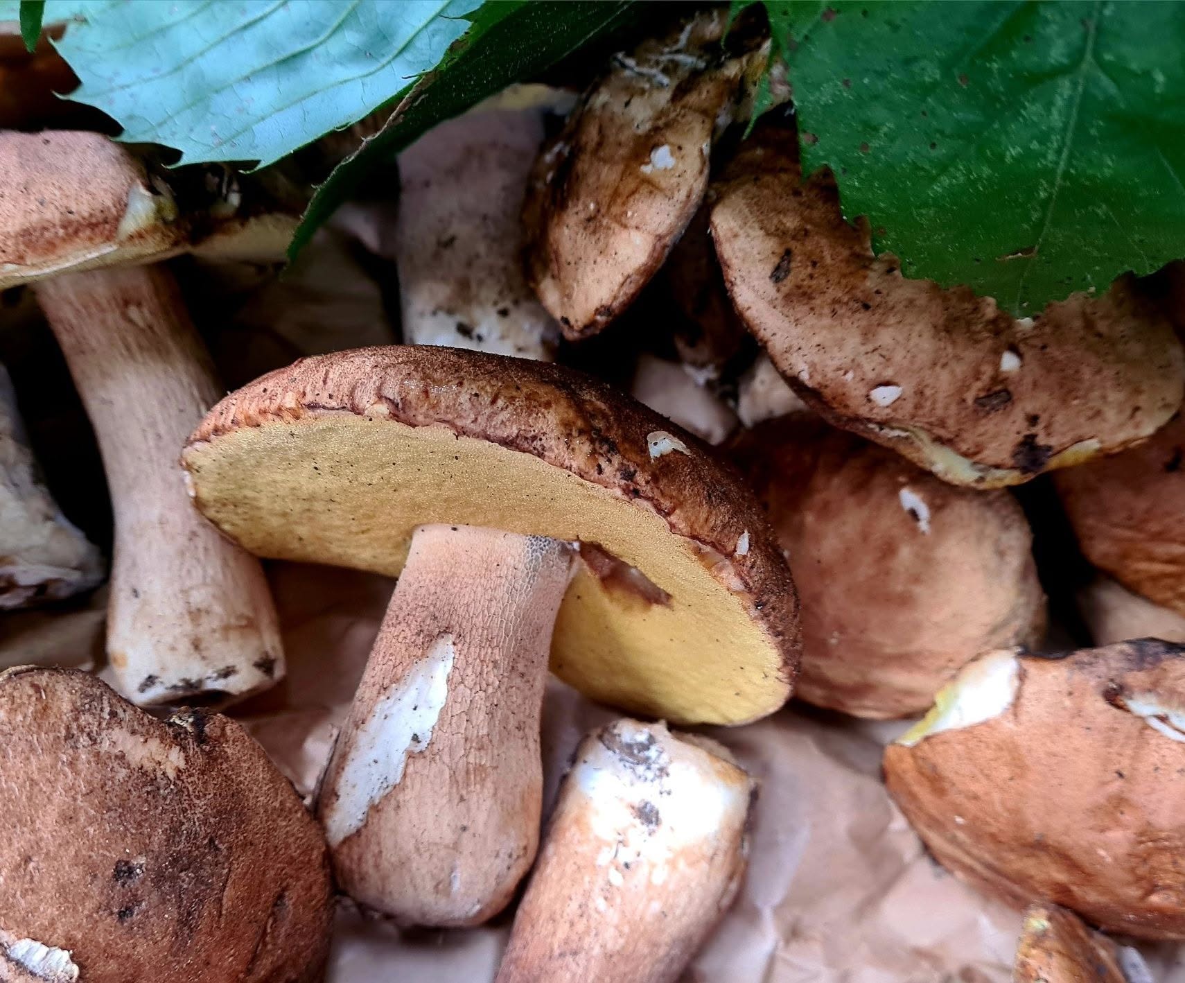 funghi ph Barbara Gramolotti
